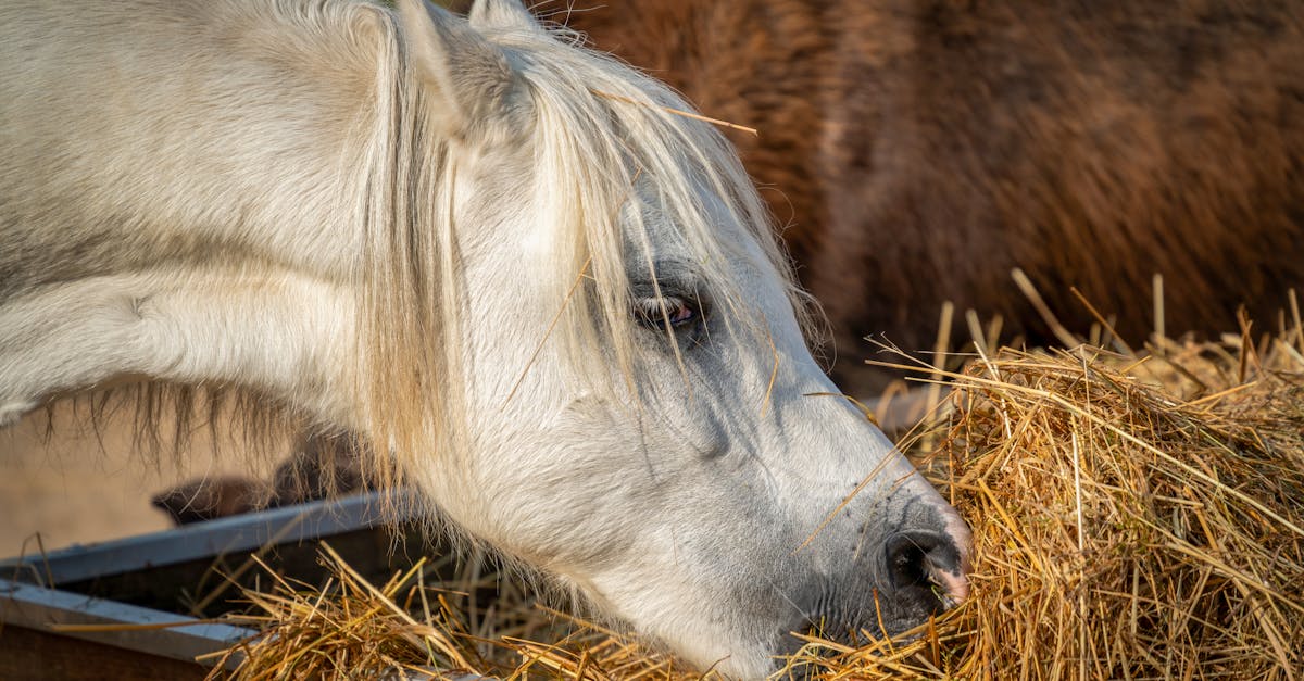 découvrez notre guide complet sur le contrat de cheval, essentiel pour toutes les transactions équestres. apprenez à formaliser vos accords et protégez vos intérêts lors de l'achat ou de la vente de chevaux.