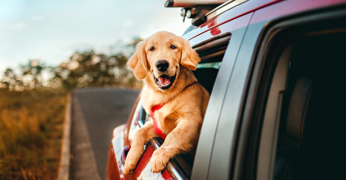 découvrez le monde des camping-cars : une liberté inégalée pour vos voyages. profitez de la nature et explorez des destinations variées en toute autonomie. idéal pour les aventuriers en quête de nouvelles expériences !