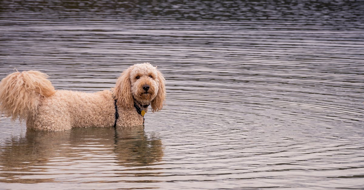 découvrez notre collection de dog tags personnalisables : des accessoires uniques pour identifier votre animal de compagnie avec style. fabriqués avec des matériaux durables, ils allient praticité et esthétique. parfait pour les chiens de toutes tailles, nos médailles offrent une sécurité supplémentaire tout en reflétant la personnalité de votre fidèle compagnon.