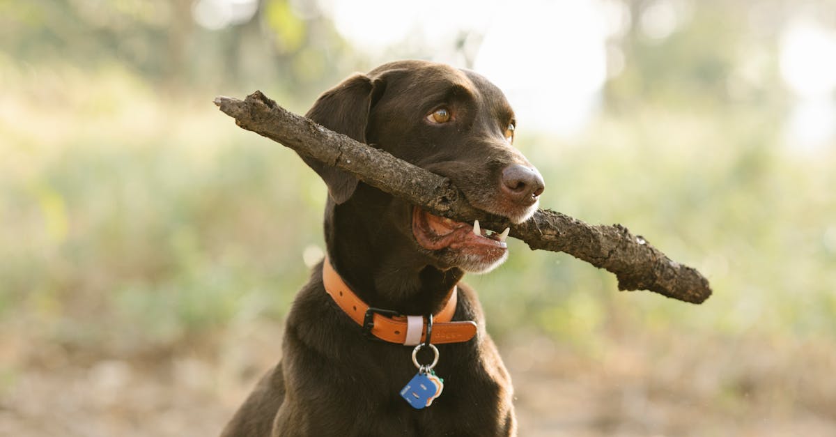 découvrez notre sélection de dog tags personnalisables pour identifier votre animal de compagnie avec style et sécurité. offrez-lui un accessoire unique qui reflète sa personnalité tout en garantissant sa sécurité en cas de perte.