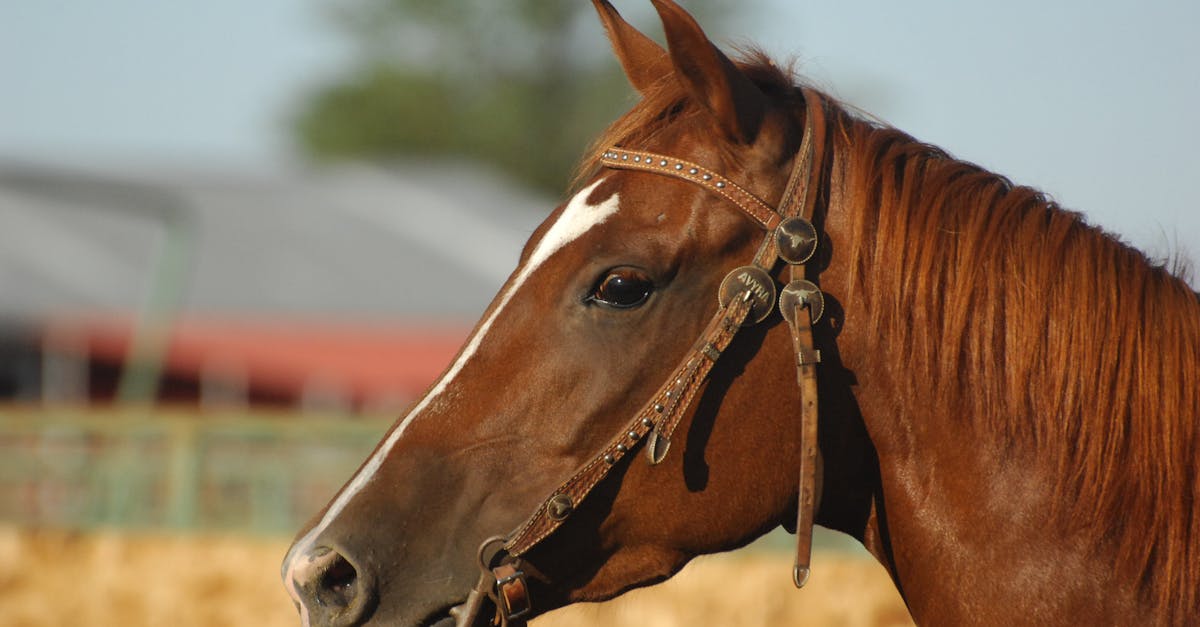 découvrez les meilleures pratiques pour assurer la sécurité des chevaux, incluant des conseils sur l'équipement, l'entraînement et les soins à apporter pour prévenir les accidents et promouvoir un environnement sain pour ces animaux majestueux.