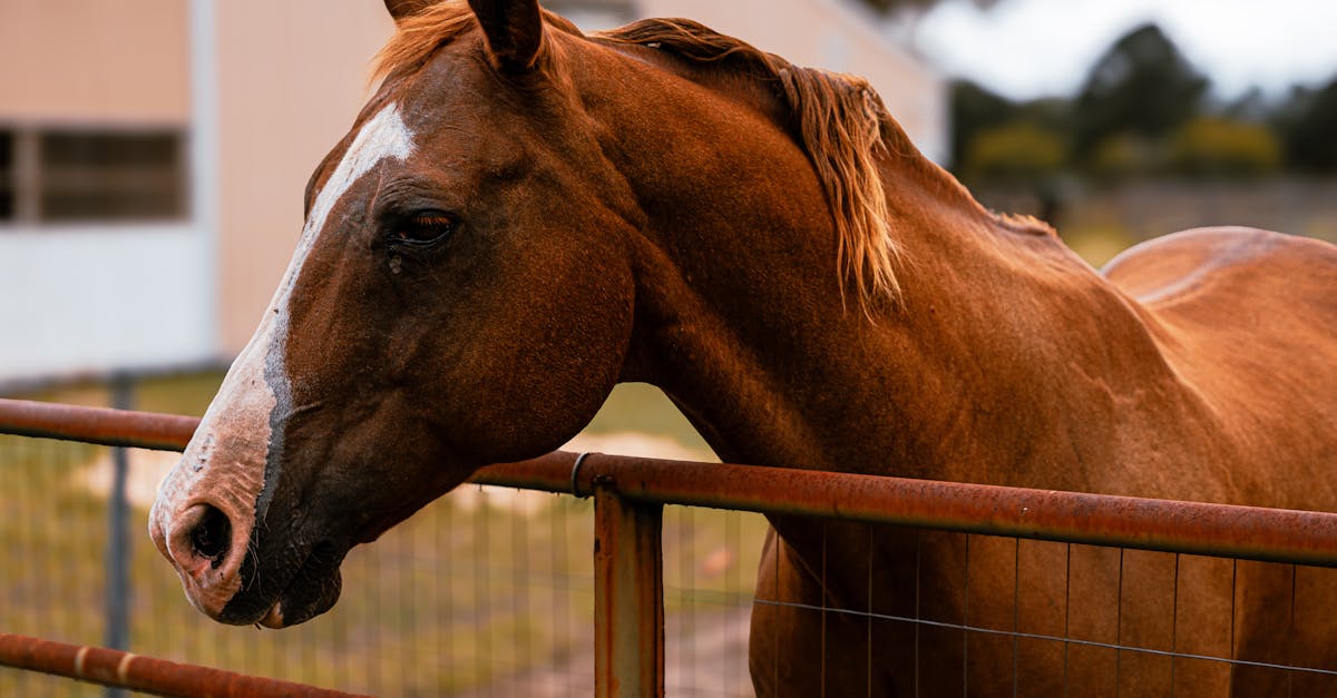 découvrez notre sélection de clôtures pour chevaux d'occasion, alliant qualité et durabilité. idéales pour sécuriser vos équidés tout en respectant votre budget, ces clôtures mettent à votre disposition des matériaux fiables et éprouvés. explorez nos options et trouvez celle qui convient le mieux à vos besoins.