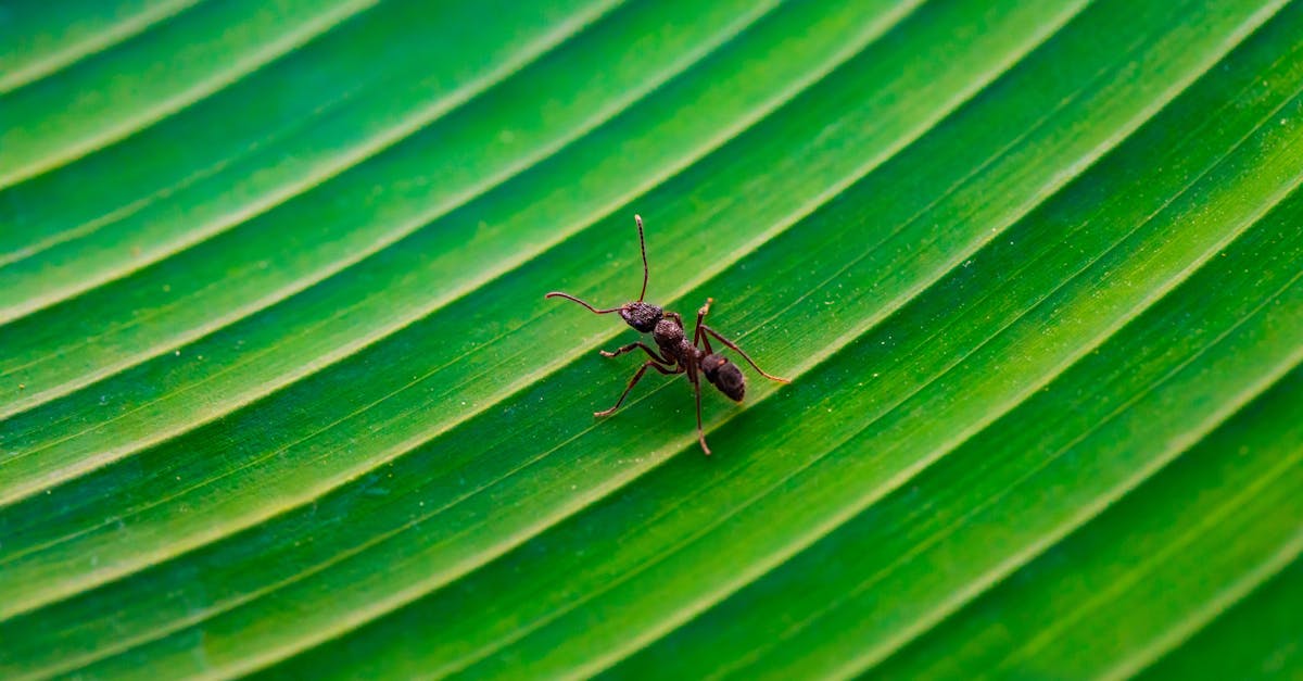 découvrez le monde fascinant des fourmis : leur comportement, leur organisation sociale, et leur rôle essentiel dans l'écosystème. plongez au cœur de ces petites créatures aux grandes compétences !