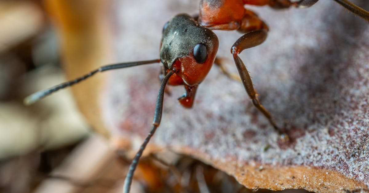 découvrez le monde fascinant des fourmis : leur biologie, leur comportement social et leur rôle essentiel dans l'écosystème. plongez dans l'univers de ces petites créatures et apprenez comment elles contribuent à maintenir l'équilibre de la nature.